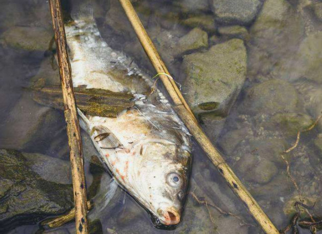 图为水资源污染导致生物死亡